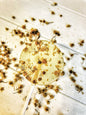 Elderflower & Chamomile Lollipop